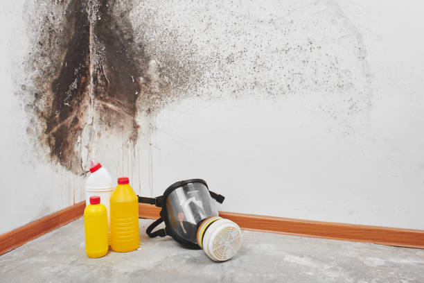 Best Attic Mold Removal  in Tainter Lake, WI