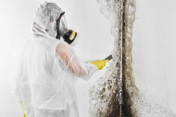 Best Professional Mold Removal  in Tainter Lake, WI