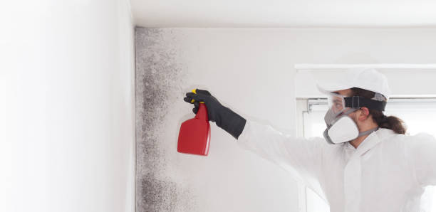Best Commercial Mold Removal  in Tainter Lake, WI