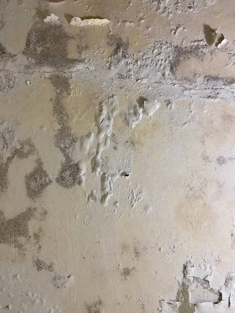 Best Black Mold Removal  in Tainter Lake, WI