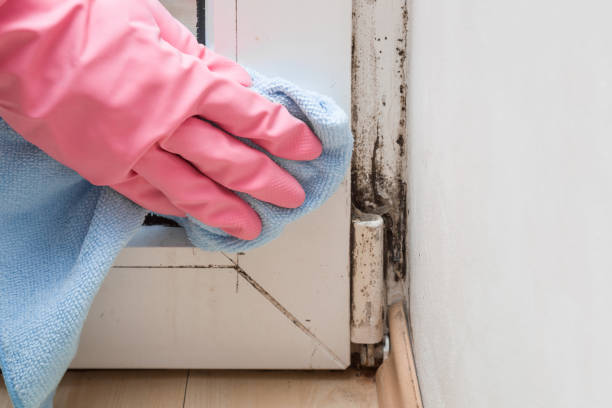 Best Office Mold Removal Services  in Tainter Lake, WI